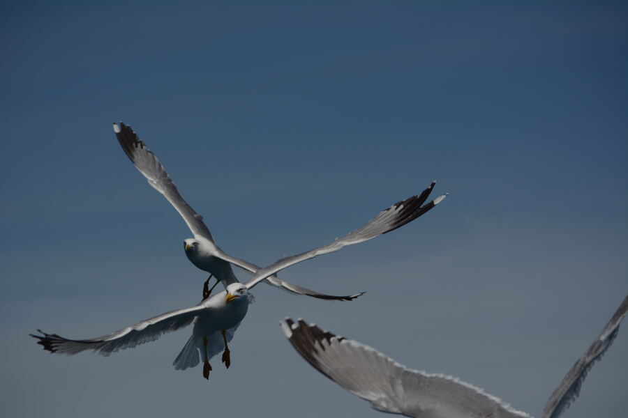 Seabirds banking against a darkening sky